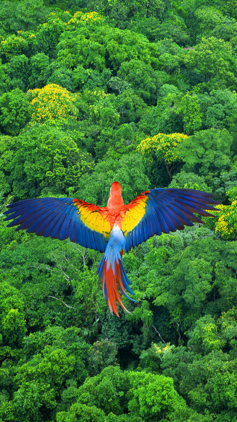 Scarlet macaw flying over rainforest preview