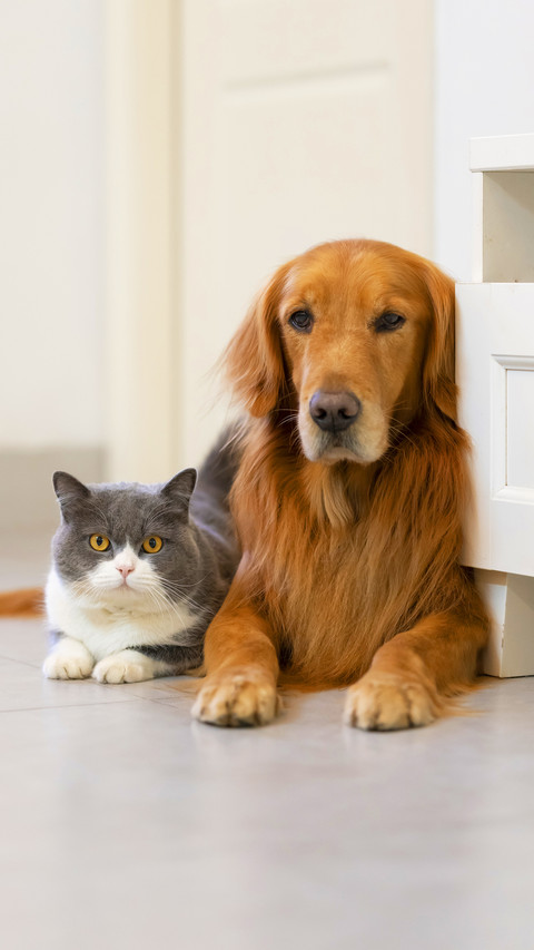 Is your dog healthy 3 preview