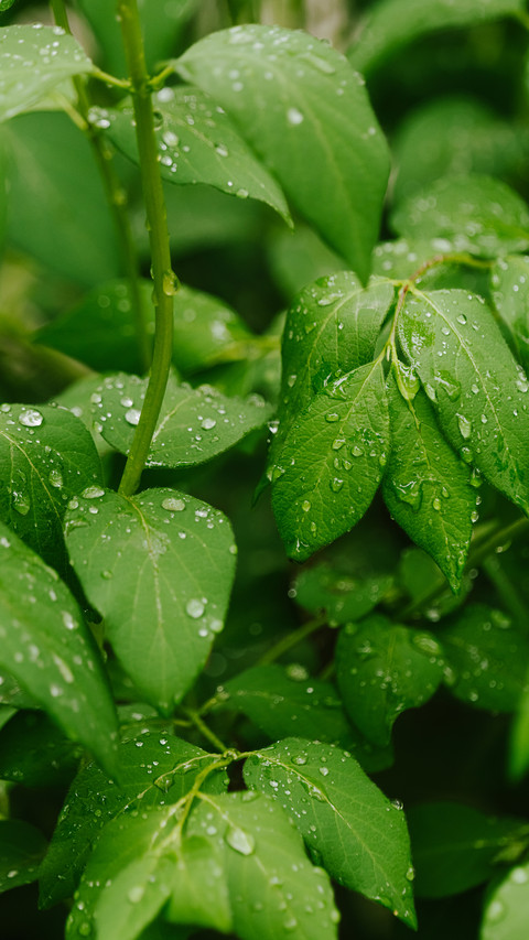 Close up of raindrops in park plants preview
