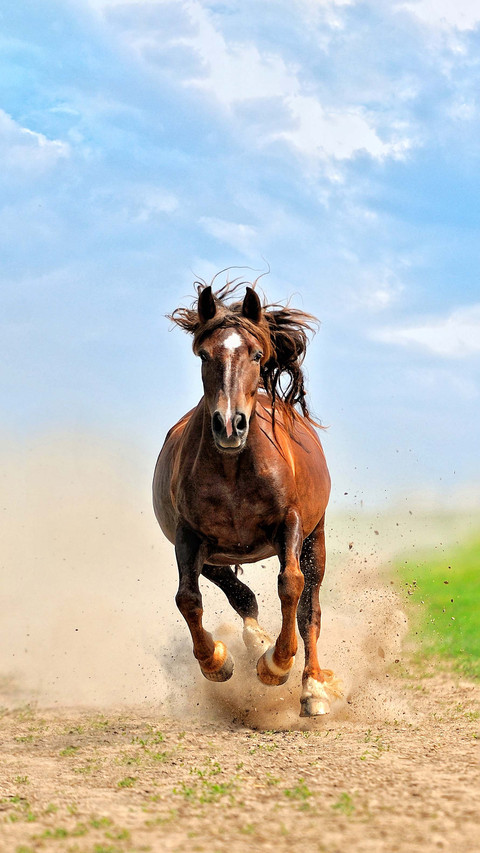 Cold knowledge about horses 2 preview