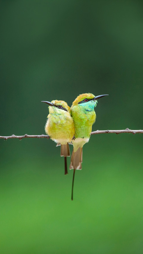 Green bee eater pair in green background preview