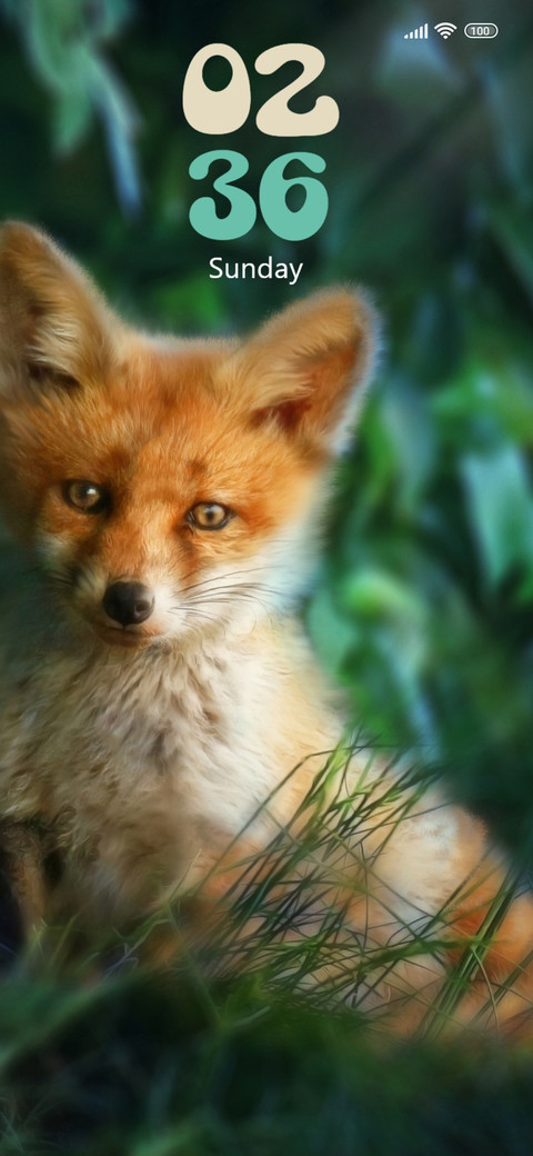 Reynard preview
