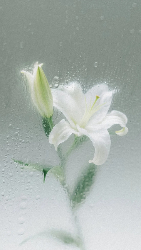 镜子另一面 是盛开的花 preview