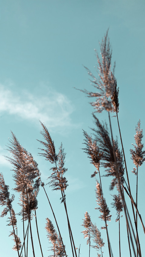 Autumn reeds preview