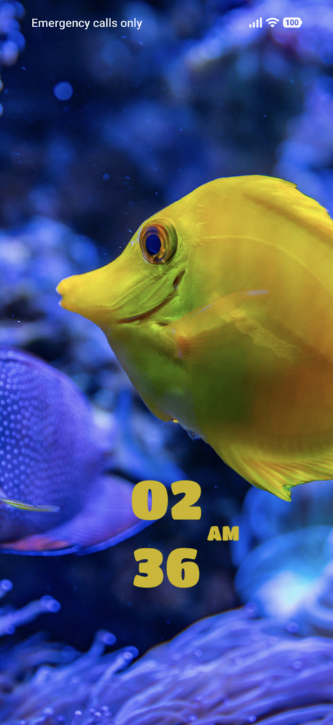 Fish preview