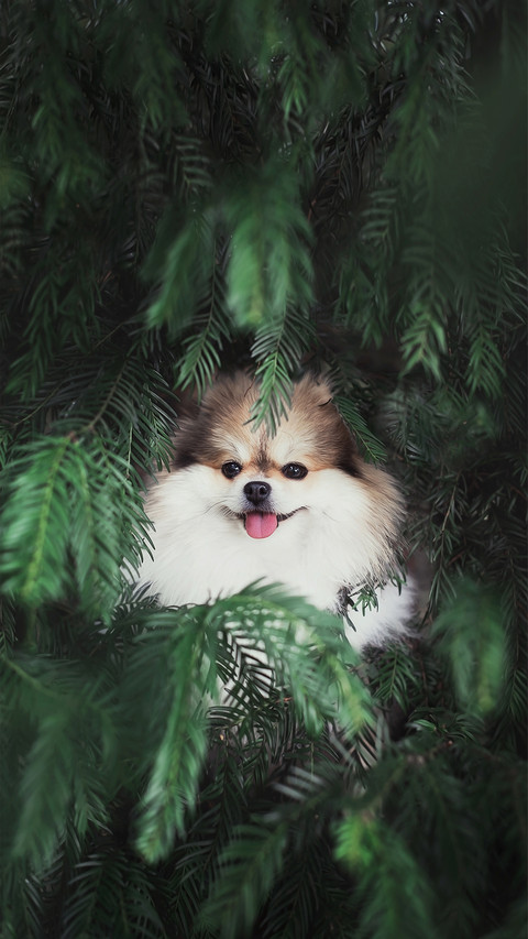 A Little Fluffy Pomeranian Dog in The Pine Tree preview