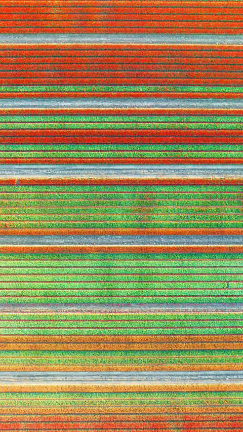 Aerial view of tulip fields in Denmark preview