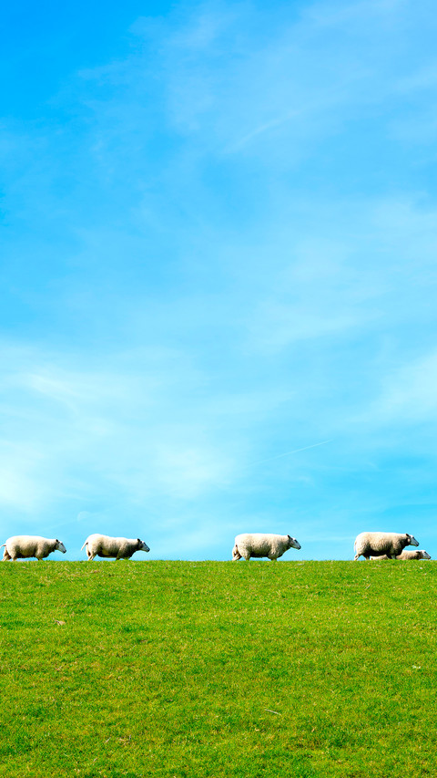 Sheep preview