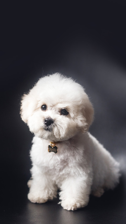 A little white Bichon Frize look in camera preview