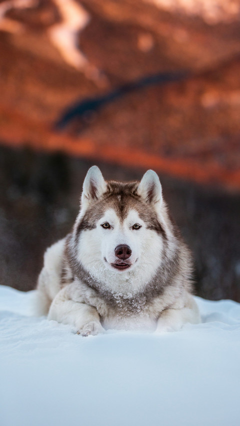 The Sled Dog Lies on The Snow preview