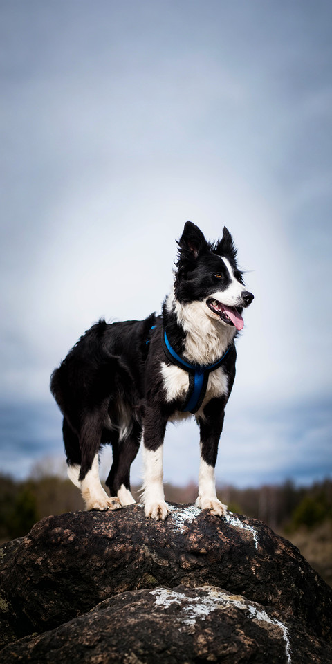 Keeping a dog can cure depression preview