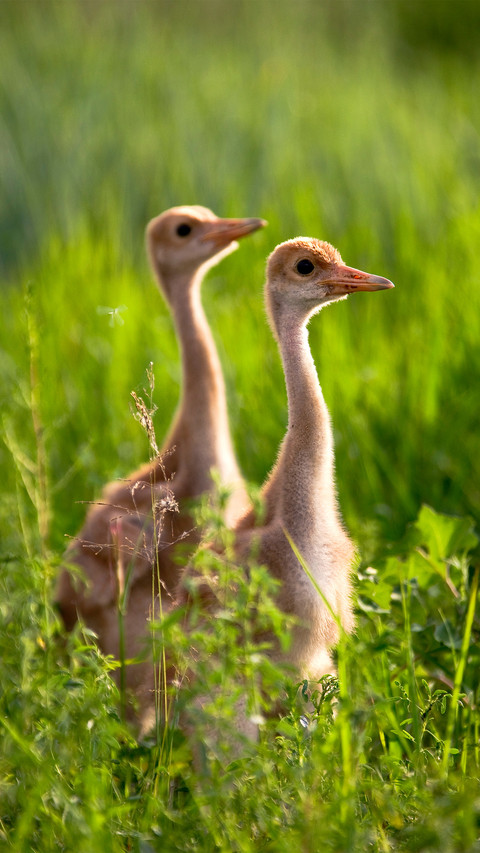The small redcrowned crane in heilongjiang province preview
