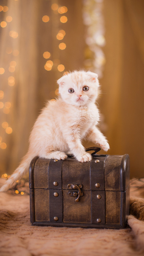 Cat preview