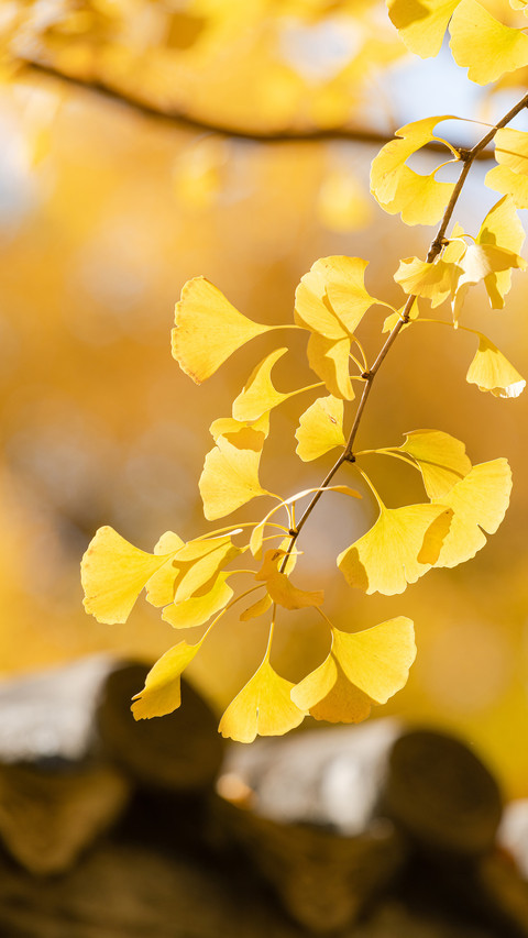 Ginkgo fruit as a health product 17 preview