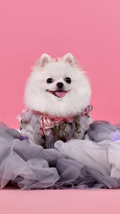 博美犬怎么训练 preview