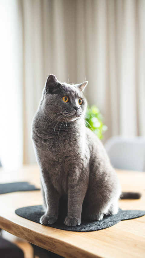 猫咪冷知识 preview