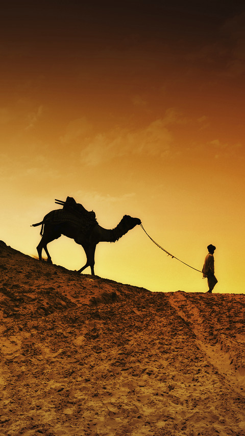 india-camel preview