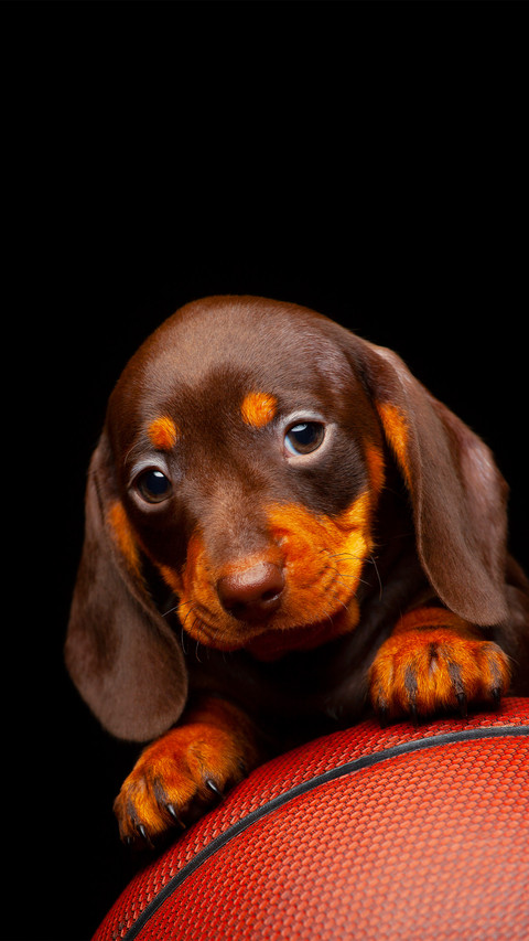 Dog basketball preview