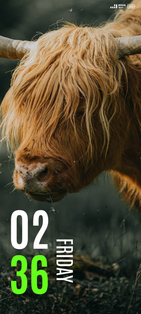 Highland Cattle preview