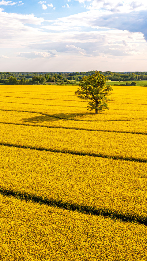 Wide fields preview