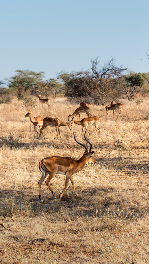 A Group of Antelopes Foraging on The Grass preview