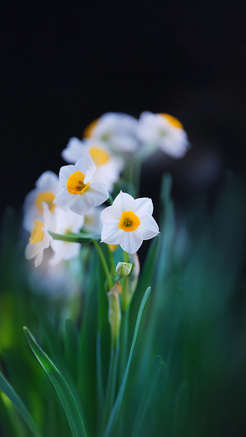 Flowers that can also be raised in winter preview