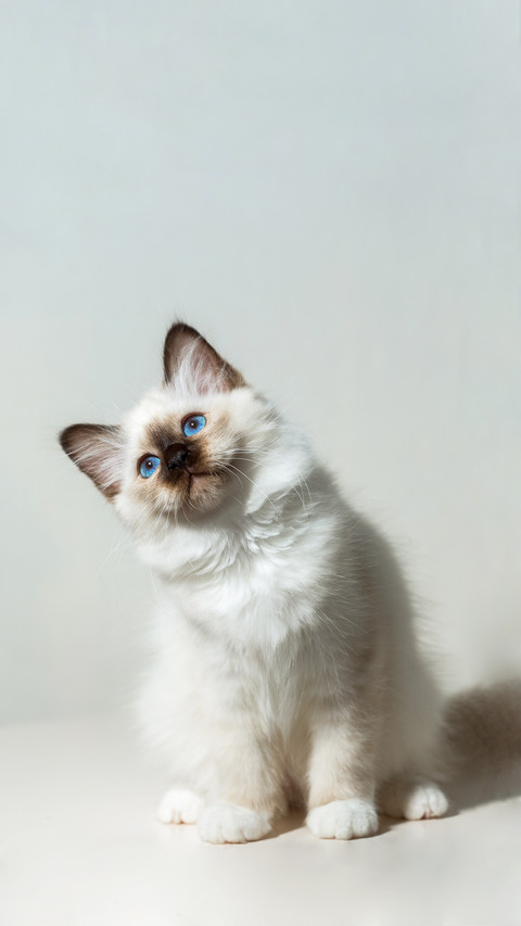 kitten cat breed sacred burma preview