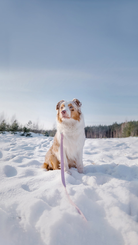 Australian Shepherd dog in winter preview