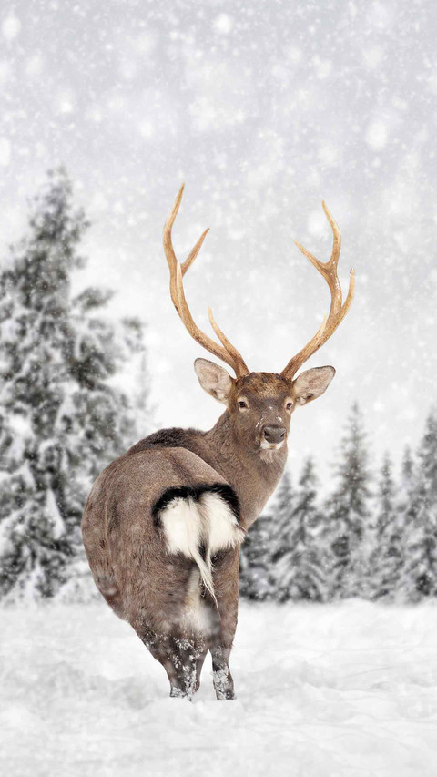 Winter Snow Country preview