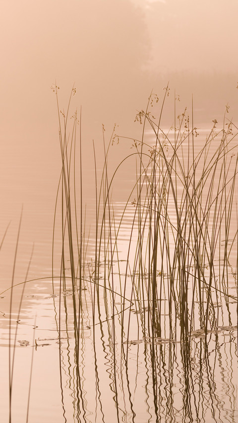 Reed shore preview