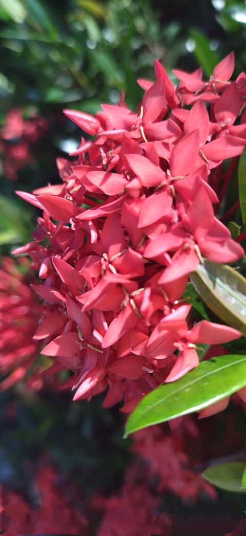 red little flowers in garden preview