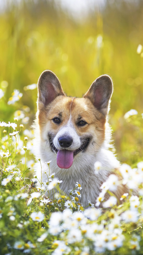 Cute Corgi with Flower preview