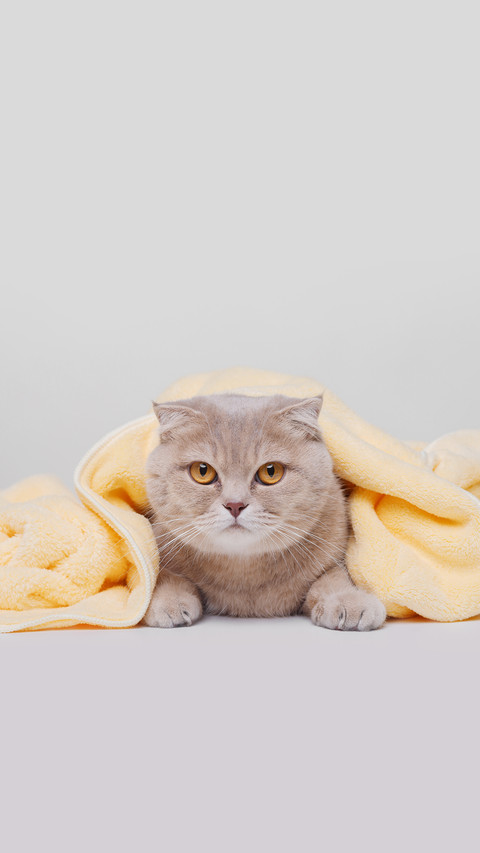 Funny Large Tabby Cute Kitten with Beautiful Big Eyes preview
