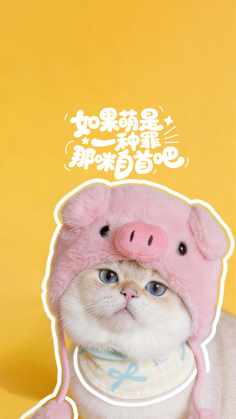 如何养出粘人小猫 preview