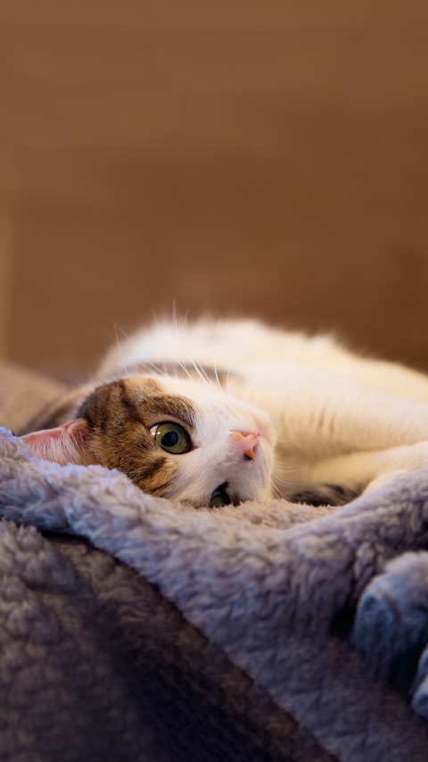 Cute calico cat lying on blanket preview