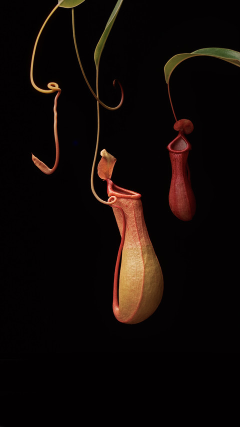 These plants actually eat meat preview