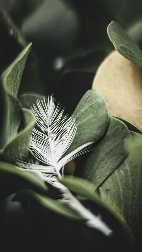 White Feather on Green Leaves preview