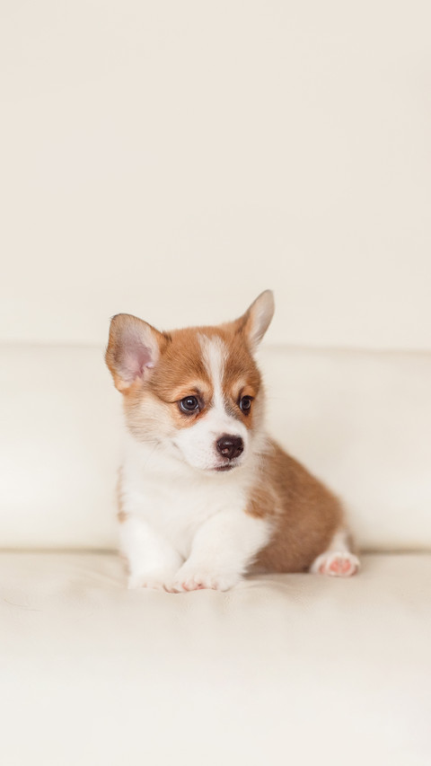 A Corgi Puppy Lying on The Bed preview