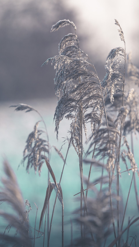 PAIXIN-plant (5) preview