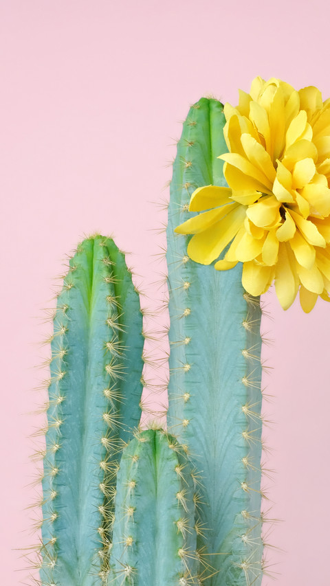 Good looking plants 48 preview