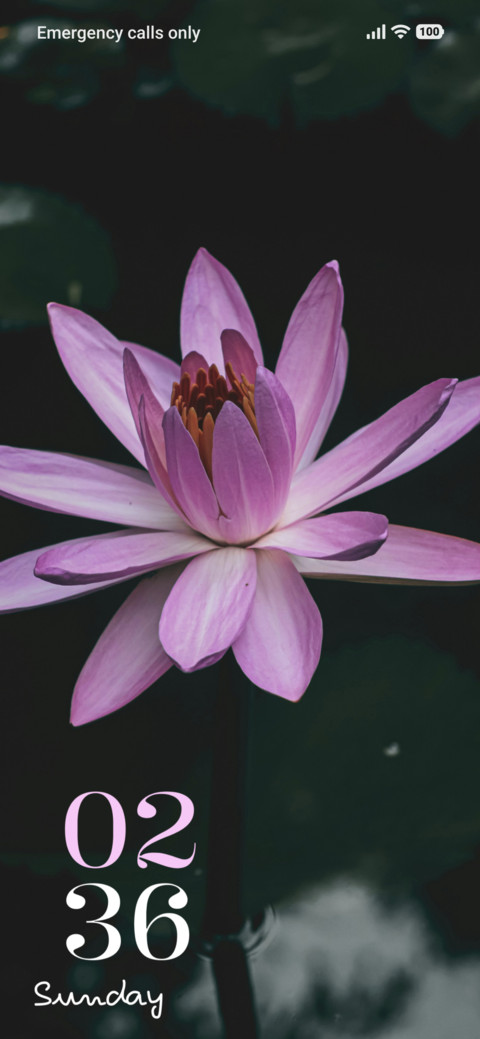 Blush Lily preview