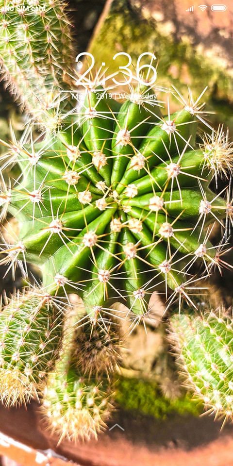 Cactus_DWM2 preview