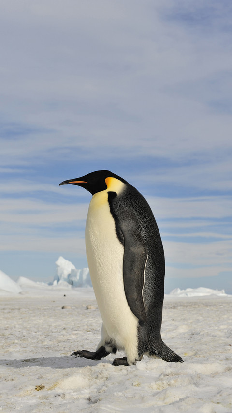 Penguin Walking on The Snow preview