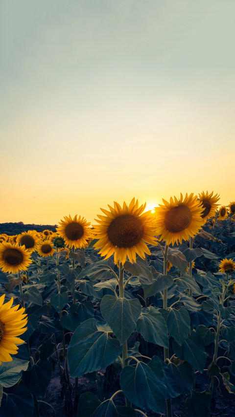 Colorful Flower Field preview