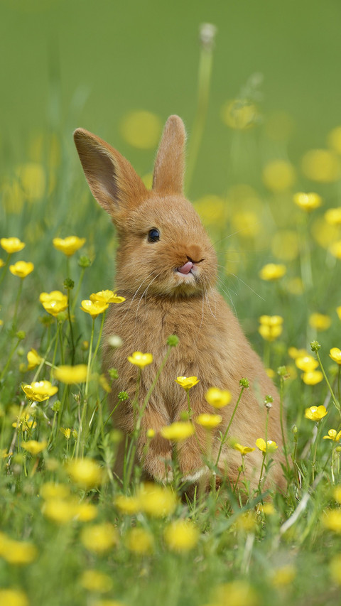 Rabbit preview