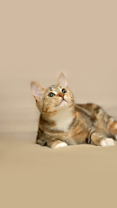 Striped Tricolor Cat on a Light Background preview