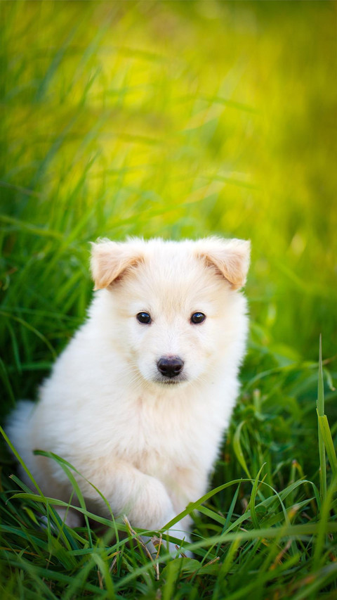 Dog467 preview