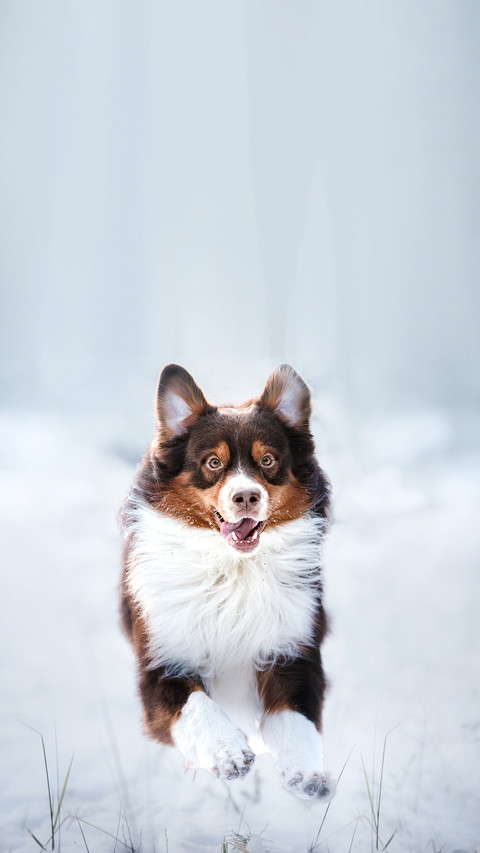 Australian Shepherd dog brown color in nature preview