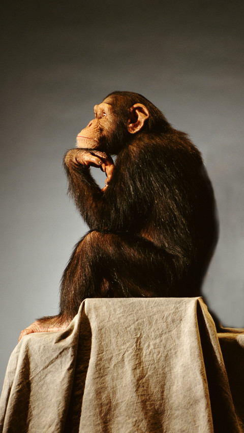 Genetic similarity between humans and gorillas preview