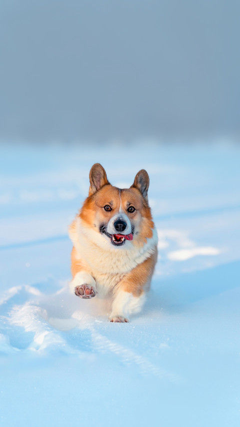 Cute corgi dog puppy runs merrily through the sparkling snow preview